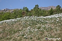 VBS_2502 - Fioritura Narcisi Castelnuovo Nigra 2022 e campi di papaveri rossi